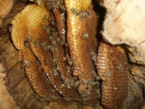 6401_pic_0113-300x225