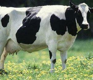 6469_nekler