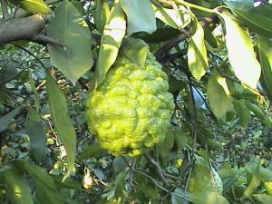 6658_bergamot_nedir