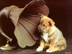 6780_quartet_dog
