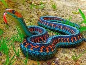 7313_yilanlar