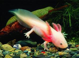 7448_373_axolotl_ambystoma_mexicanum.e