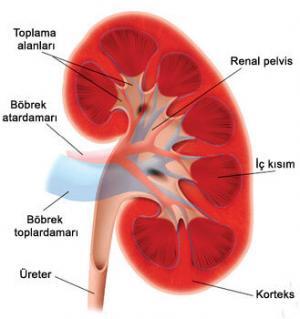 7687_bobrek
