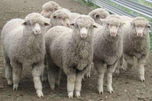 Merinos