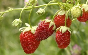 çilek-Fragaria-vesca-300x188