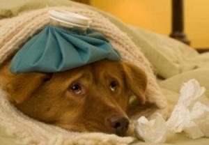 7803_154956-424x294-sick-doggie