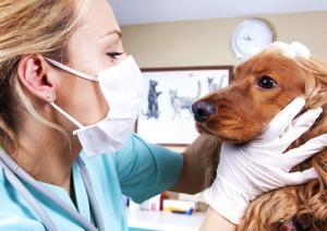 7803_vet-checking-dog-810x573