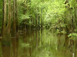 8029_congaree_milli_parki