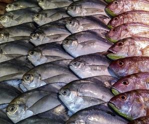 Evdeki Balıklar Sağlıklı Bir Şekilde Nasıl Saklanmalı?