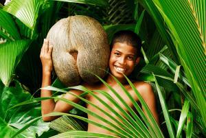 8168_coco_de_mer_l