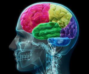 Beynimizin Yapısı Nasıldır? Görevleri Ve Özellikleri Nelerdir?