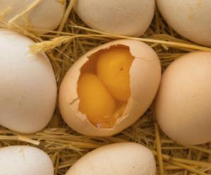 Çift Sarılı Yumurta Nasıl Oluşur?