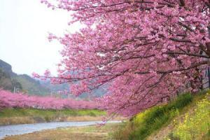 8391_450-148406253-tokyo-cherry-blossom