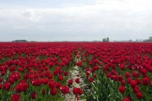 8391_450-149076660-haarlem-red-tulips