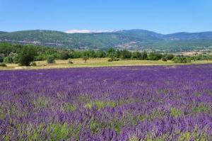 8391_450-162444856-provence-lavender