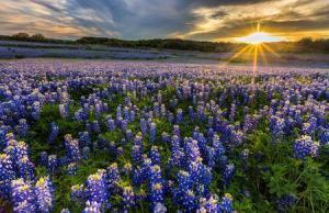 8391_450-483635634-texas-bluebonnets