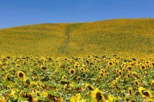 8391_450-92312393-tuscany-sunflowers