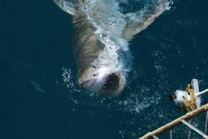 8392_450-151558205-white-shark