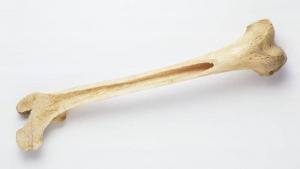 8398_longest-bone-human-body_6f2bbcf2f2ce4ca1