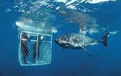 8507_cage