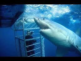 8507_cage_dive