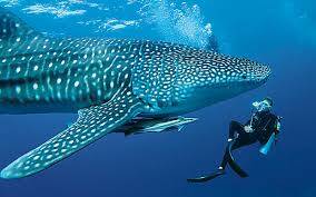 8507_whale_shark