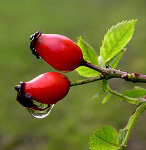 8511_rosehips1