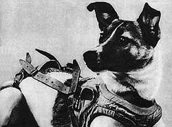 5998_250px-laika_astronot