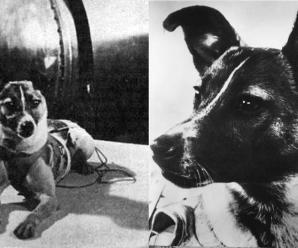 Uzay Köpeği Layka (Laika)