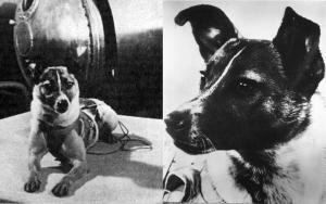 5998_laika-4