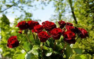 8645_gul_suyu