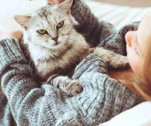 Evde Kedi Beslemek Hakkında Önemli Bilgiler
