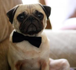 8686_pug2