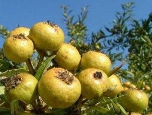 8730_ahlatt