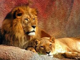 8847_aslan
