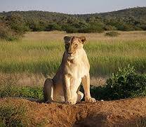 8847_aslan2