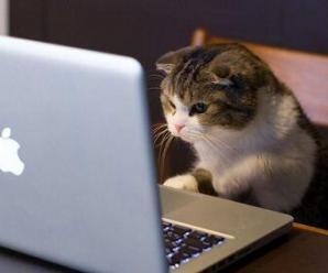 İnsanlar Kedi Videolarını Neden Bu Kadar Çok Seviyor?