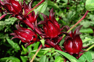 Hibiskus Çayının Sağlığa Kattığı Mucizevi Sonuçlar