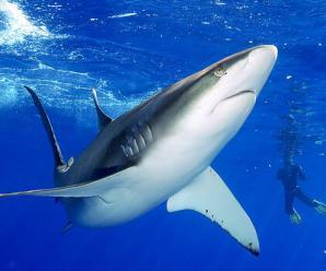 Köpekbalıklarının Genel Özellikleri Nelerdir?