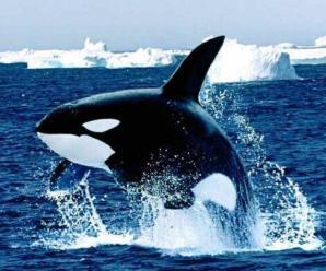 Denizin En Büyük Canlılarından Olan Balinaların Özellikleri Nelerdir?