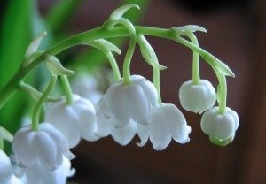 İnciçiçeği Bitkisi Nedir, Faydaları Nelerdir?