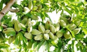 Badem İle İlgili Bilmeniz Gereken En Önemli Bilgiler
