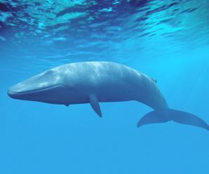 Mavi Balinalar Hakkında Bilinmeyenler