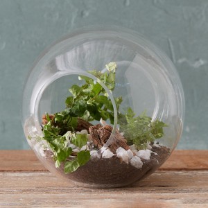 Minik Bir Hobi Bahçesi; Terrarium Evde Nasıl Yapılır?