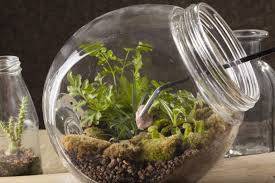 Minik Bir Hobi Bahçesi; Terrarium Evde Nasıl Yapılır?