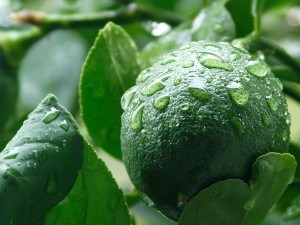 Yeşil Limon Nedir, Faydaları Nelerdir?