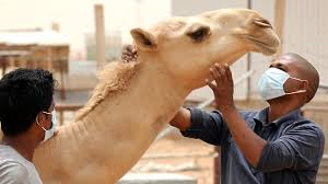 MERS Hastalığı Nedir?