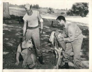Askeri Hayvanlar