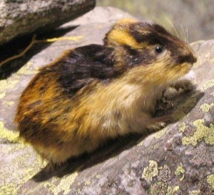 Lemming Sendromu