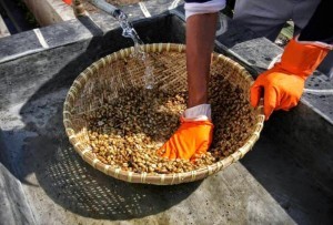 En Pahallı Kahvelerden Biri Kopi Luwak